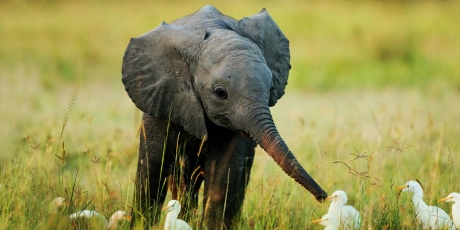 Înainte să cadă și ultimul elefant